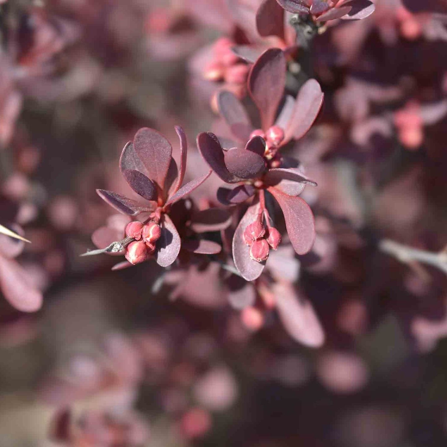 Japanese Barberry Bush Cuttings - Organic Edible Berries - Berberis thunbergii - Live Plant Propagation Material