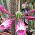 Echinopsis Thelegonus x Grandiflorus Cactus Cutting Succulent Plant, Live Houseplant, Collection, Starter Plant