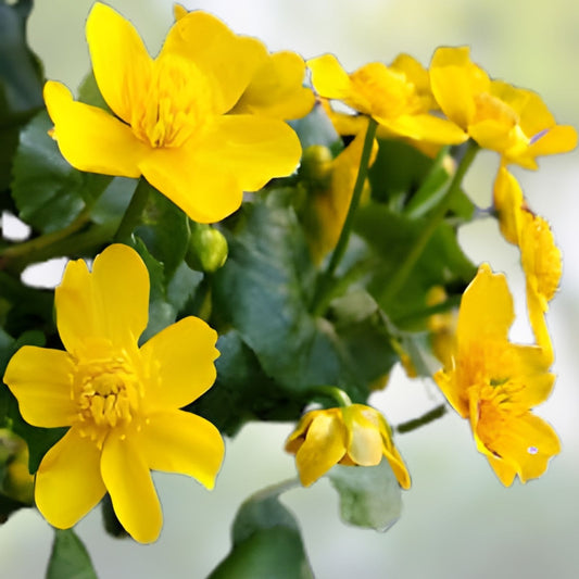 Marsh Marigold Seeds 50 Count, Caltha palustris Perennial Flower, Live Bare Root Starter Plant, Easy to Grow Houseplant