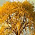 Gold Weeping Willow Tree Cuttings 5 Pack for Bonsai or Garden Salix babylonica Live Plant Cuttings