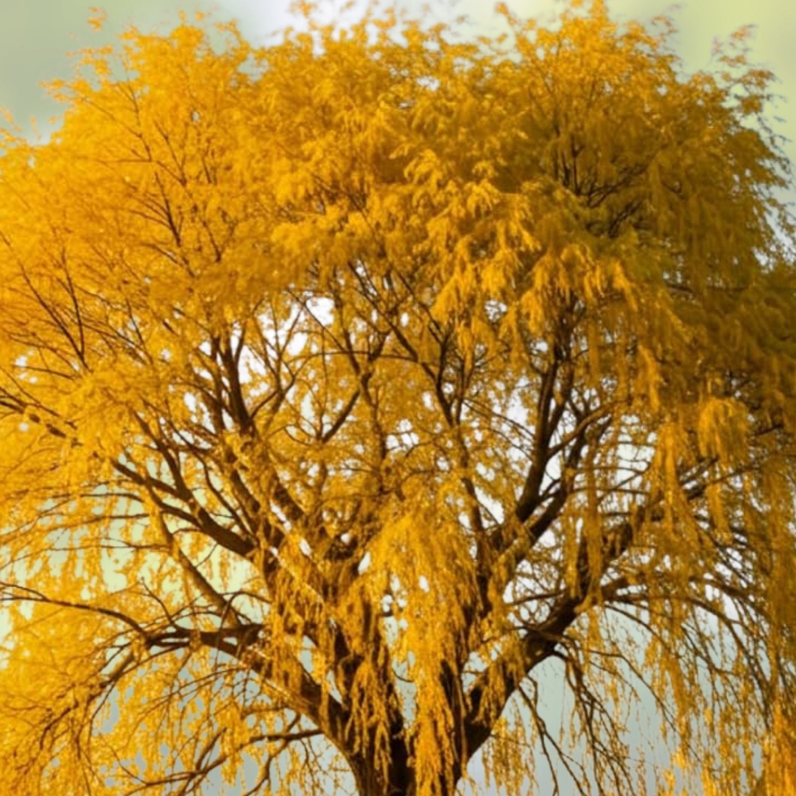 Gold Weeping Willow Tree Cuttings 5 Pack for Bonsai or Garden Salix babylonica Live Plant Cuttings