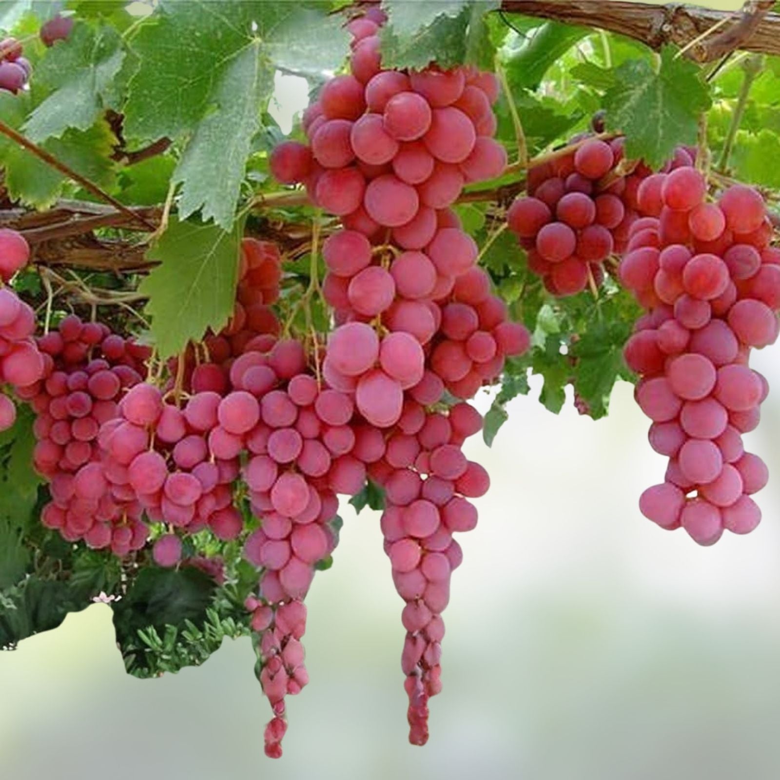 Globe Seedless Grape Vine Cuttings - Large Sweet Juicy Vitis vinifera Live Plant, Starter, Bare Root, Fruit Planting Material