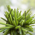 Dog Tail Cactus Cutting Aporocactus Flagelliformis Succulent Live Plant Indoor Outdoor Easy to Grow