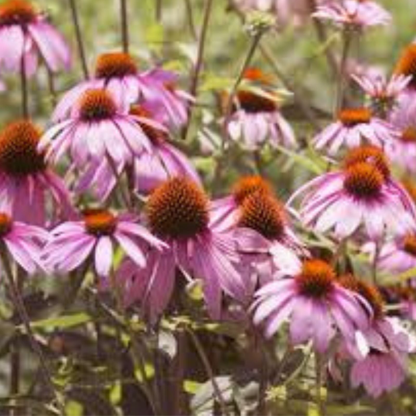 Echinacea purpurea Seeds Set of 20+ | Purple Coneflower Perennial Flower Seeds for Garden Planting