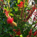 Red Odontonema Cuspidatum Firespike Cuttings – 4x Cardinal's Guard Plant Cuttings for Gardening and Landscaping