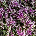 Wandering Jew Cutting Set, Tradescantia Pallida Tampicana, Indoor Plant Propagation, Uncommon Houseplant, BloomHavenNursery