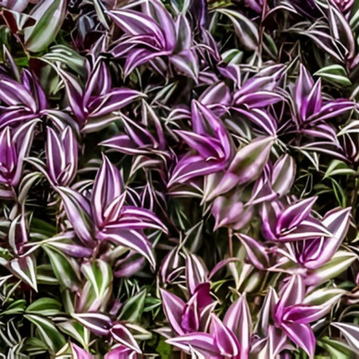 Wandering Jew Cutting Set, Tradescantia Pallida Tampicana, Indoor Plant Propagation, Uncommon Houseplant, BloomHavenNursery