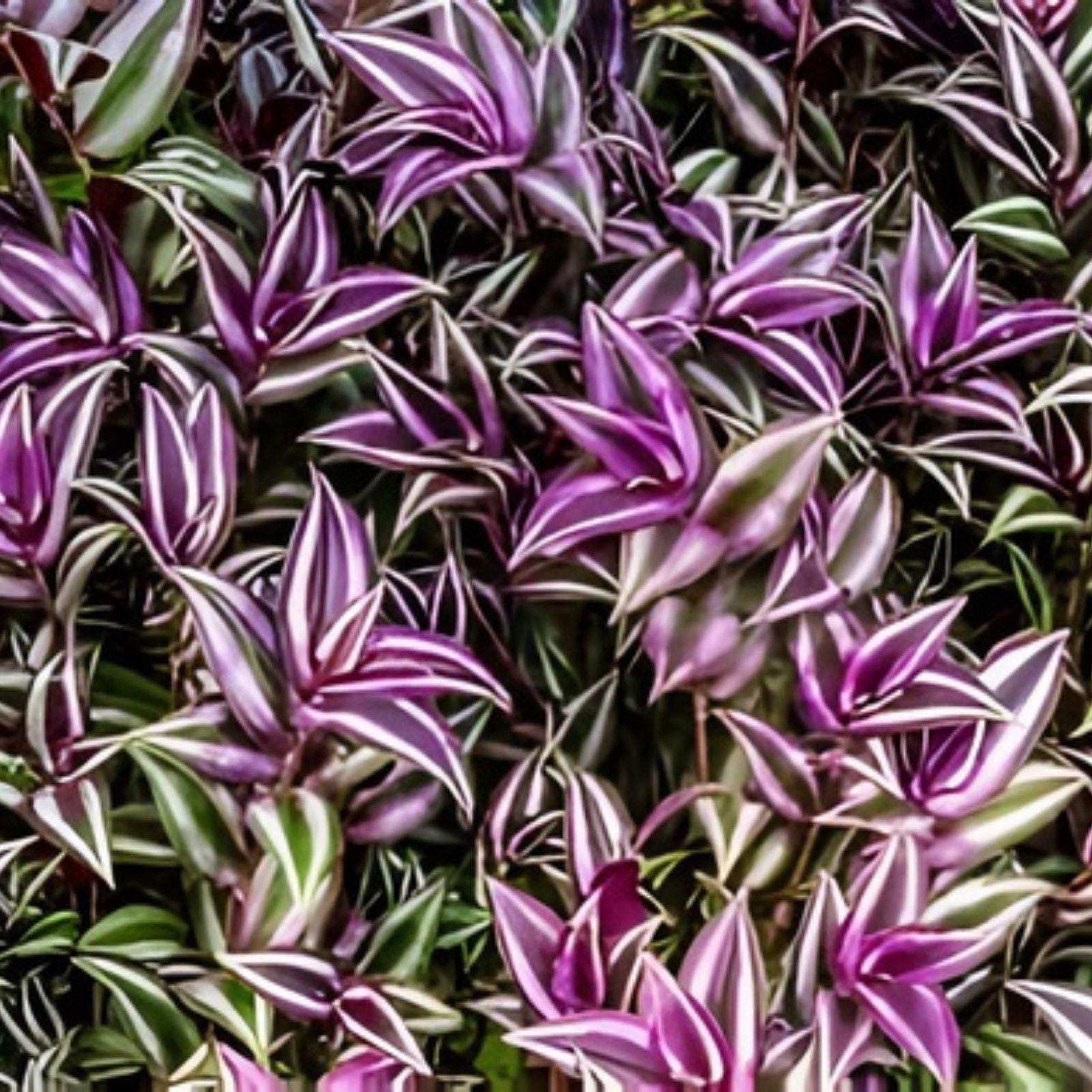 Wandering Jew Cutting Set, Tradescantia Pallida Tampicana, Indoor Plant Propagation, Uncommon Houseplant, BloomHavenNursery