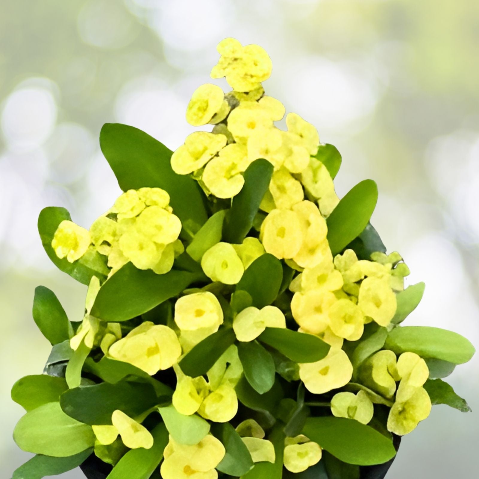 Light Yellow Crown of Thorns Cutting Euphorbia milii Succulent Plant Indoor Garden Drought Tolerant Live Plant