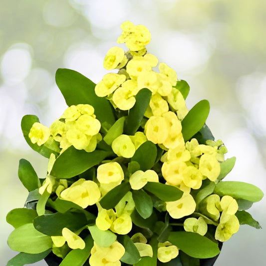 Light Yellow Crown of Thorns Cutting Euphorbia milii Succulent Plant Indoor Garden Drought Tolerant Live Plant