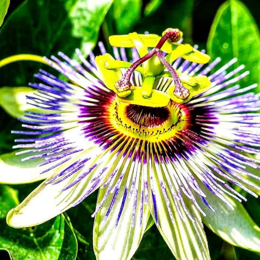 Passion Flower Seeds 50+ Pack - Climbing Vine with Edible Fruit - Passiflora edulis - Exotic Planting Seeds from Iowa, USA