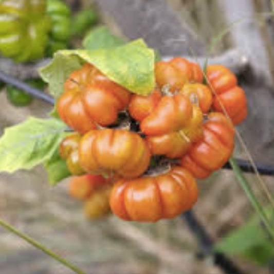 Indian Strawberry Vine Seeds 100 Pack - Duchesnea indica Edible Ground Cover Hardy Perennial for Fruit Production