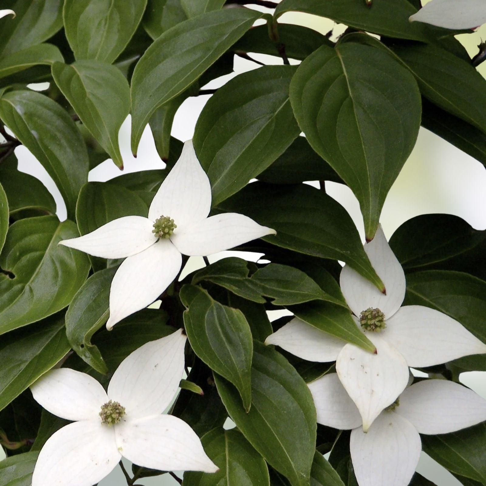 White Kousa Dogwood Tree Cutting Cornus kousa Live Plant Garden Landscape Starter Plant