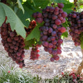 Crimson Vine Bare Root Plant, Large Red Seedless Table Grape, Vitis vinifera, Live Plant, Starter Plant
