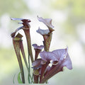 Sarracenia flava Rooted Division - Extreme Red Throat - Carnivorous Plant - Florida Native - BloomHavenNursery