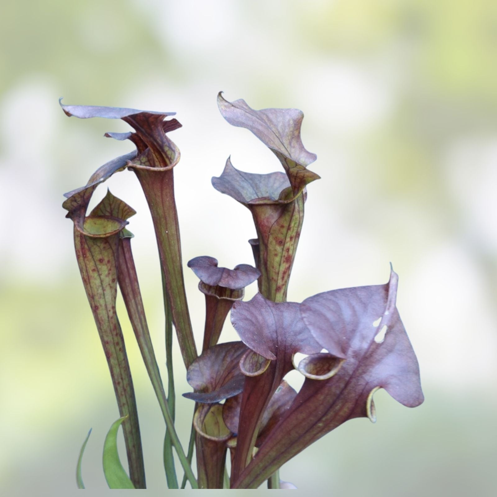 Sarracenia flava Rooted Division - Extreme Red Throat - Carnivorous Plant - Florida Native - BloomHavenNursery