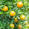 Calamansi Live Plant in Pot – Asian Calamansi / Calamondin Citrus – Air-Layered Citrus Tree for Indoor & Outdoor Growing