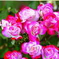 Candy Cane Cocktail Rose Live Plant 1 QT, Colorful Blooming Garden Rose, Rose shrub, Decorative flowering plant