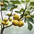 White Madeira Fig Cutting 10 Inches Ficus carica Edible Fruit Plant Summer Rooting Starter Houseplant