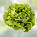 Organic Lettuce Seeds for Planting, Muir MTO Variety, 50 Non-GMO Heirloom Seeds, Fresh Stock