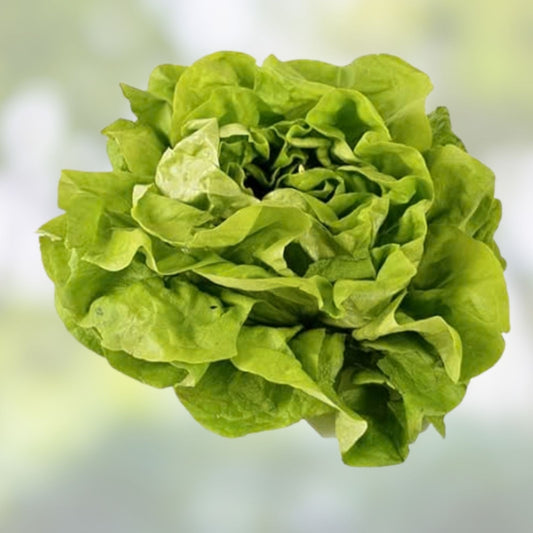Organic Lettuce Seeds for Planting, Muir MTO Variety, 50 Non-GMO Heirloom Seeds, Fresh Stock