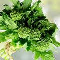 Broccoli Raab Seeds 25+ Heirloom Brassica rapa var. ruvo Edible Greens for Cooking Gardening