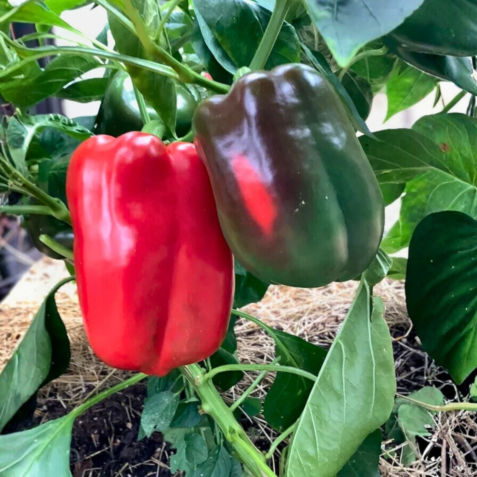 Spicy Hungarian Yellow Wax Pepper Seeds – Heirloom Non-GMO Capsicum annuum Hot Pepper 500 Seeds Live Plant Cutting