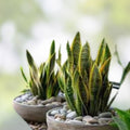 Rooted Dracaena Snake Plant Cuttings Sansevieria Trifasciata Indoor Houseplant Easy Care Air Purifying