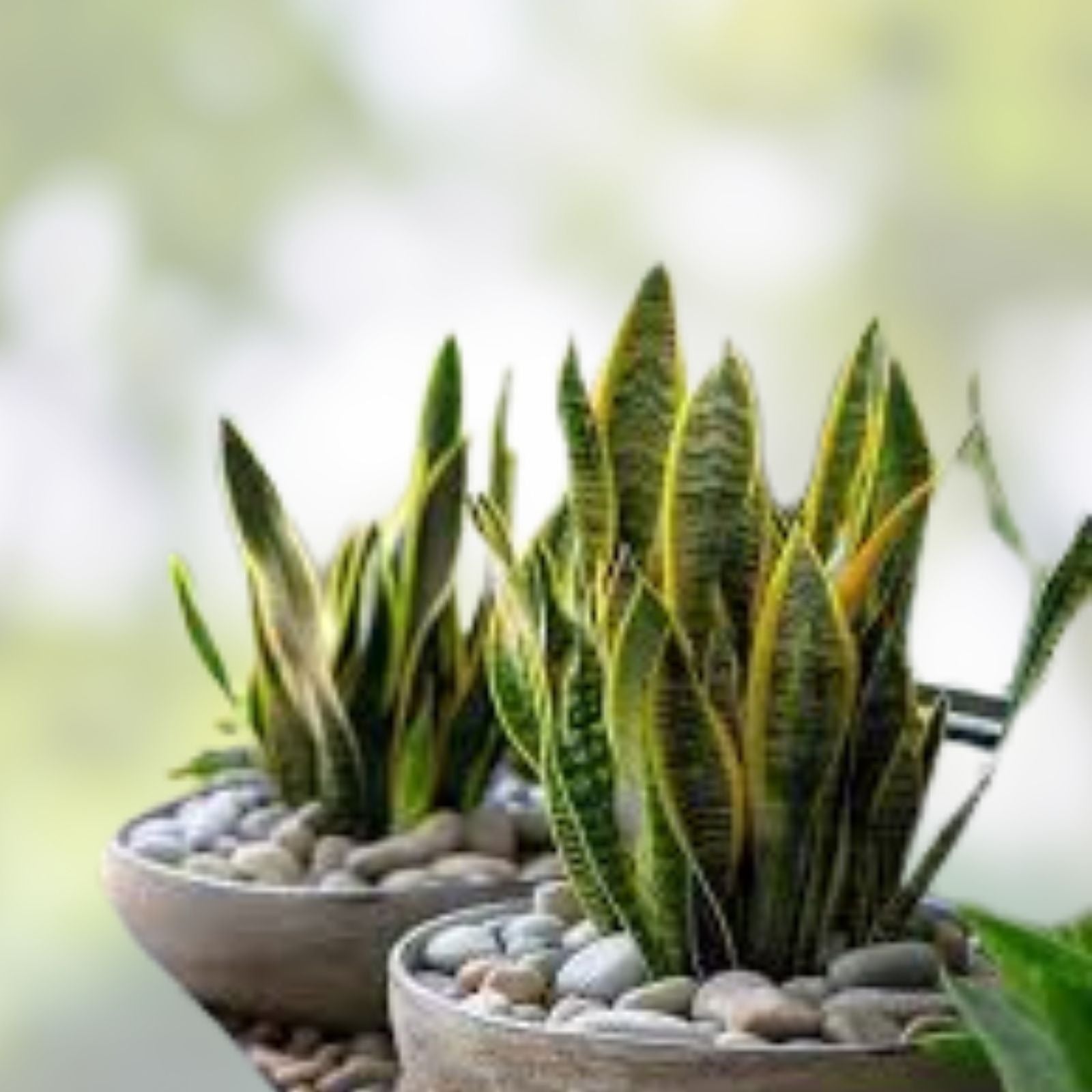 Rooted Dracaena Snake Plant Cuttings Sansevieria Trifasciata Indoor Houseplant Easy Care Air Purifying