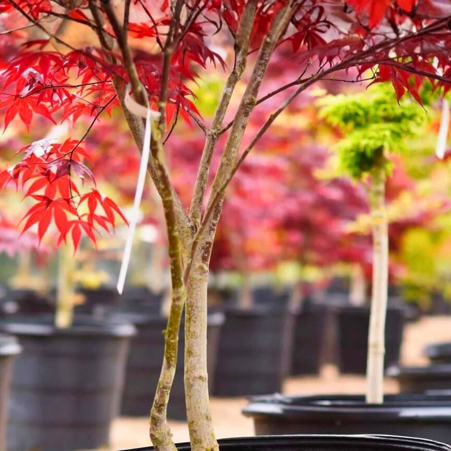 Japanese Red Maple Cuttings Acer Palmatum 6 Stem Live Plant Propagation Gardening Landscaping Supplies