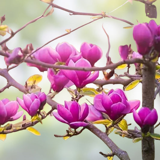 Jane Magnolia Tree 24" Bare Root Live Plant Magnolia x 'Jane' Reddish Purple Blooms