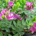 Polygala Myrtifolia Live Plant Cuttings 6" Pink Blue Purple Green Foliage Starter Bush 7 Pack