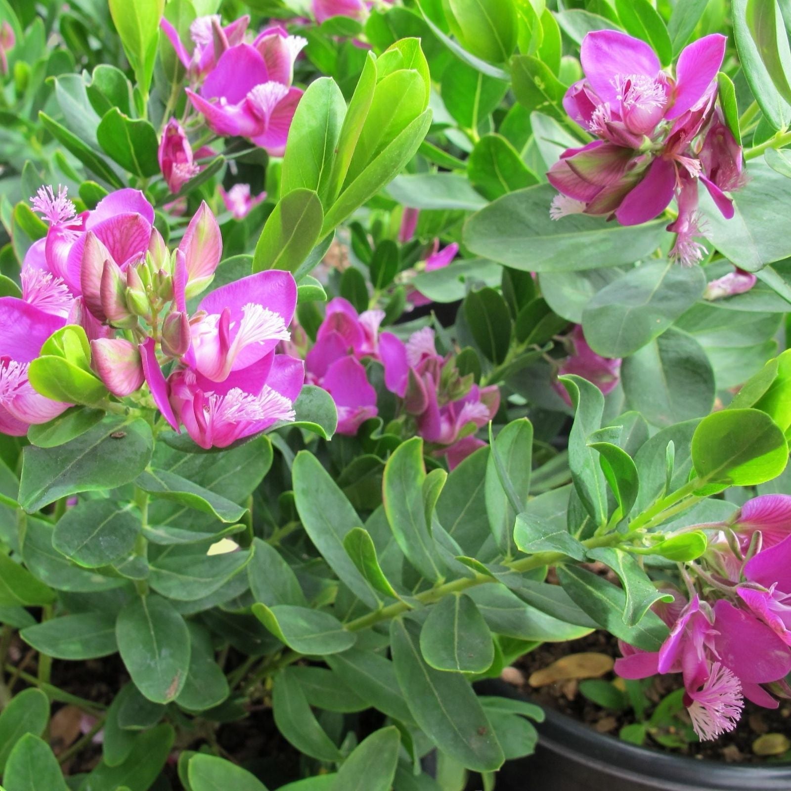 Polygala Myrtifolia Live Plant Cuttings 6" Pink Blue Purple Green Foliage Starter Bush 7 Pack