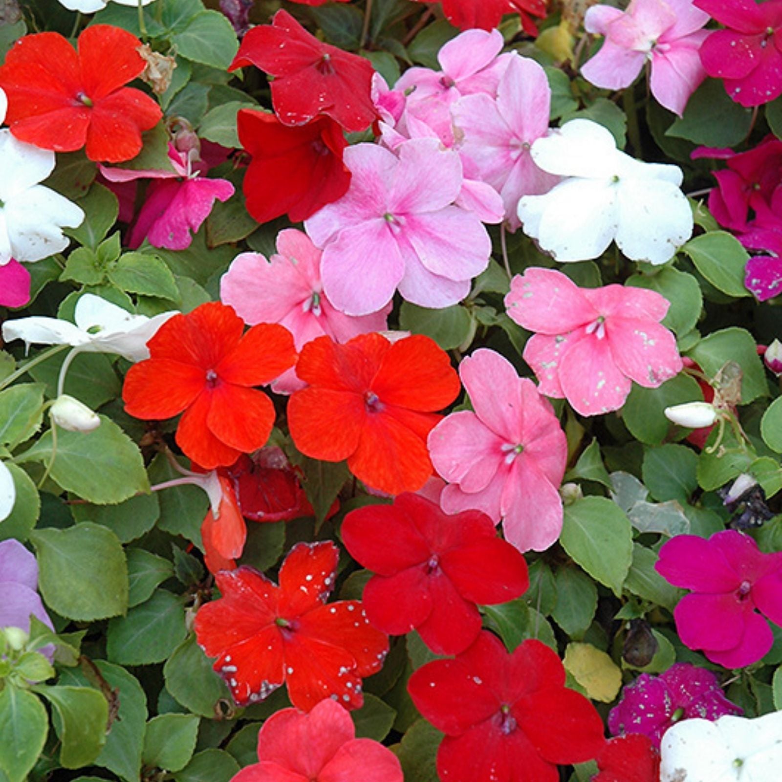 Impatiens Seeds 100-Pack Super Elfin XP Red Starburst Walleriana Garden Flower Live Plant Cutting