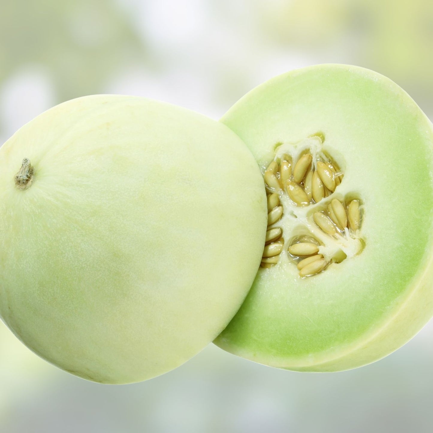 Honey Dew Melon Seeds 500 Pack Heirloom Non-GMO Green Cucumis melo Vegetable Seeds for Gardening, Starter Plant, Live Plant, Cutting