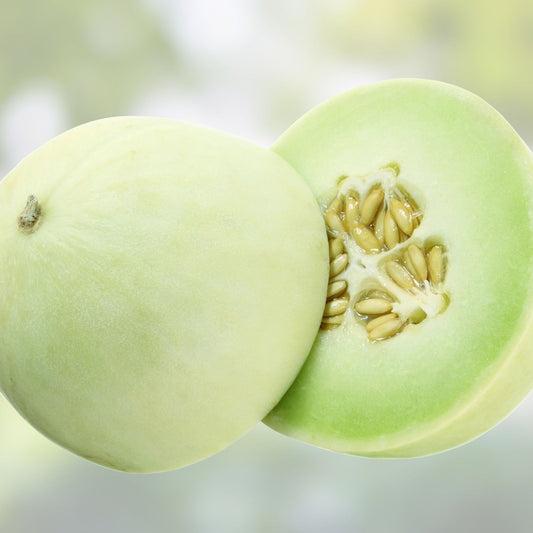 Honey Dew Melon Seeds 500 Pack Heirloom Non-GMO Green Cucumis melo Vegetable Seeds for Gardening, Starter Plant, Live Plant, Cutting