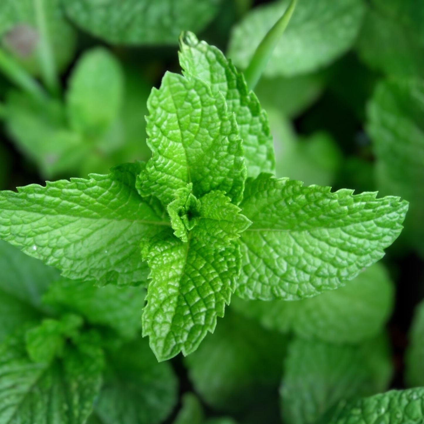 Heirloom Peppermint Seeds Non-GMO Culinary Herb Mentha × piperita 100+ Starter Plant Cutting Bare Root Houseplant