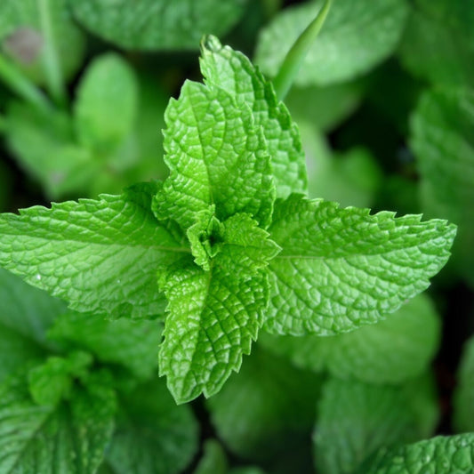 Heirloom Peppermint Seeds Non-GMO Culinary Herb Mentha × piperita 100+ Starter Plant Cutting Bare Root Houseplant