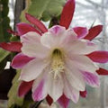 Epiphyllum Chardonnay Twist Cutting Rare Orchid Cactus Live Plant Houseplant Succulent Gift