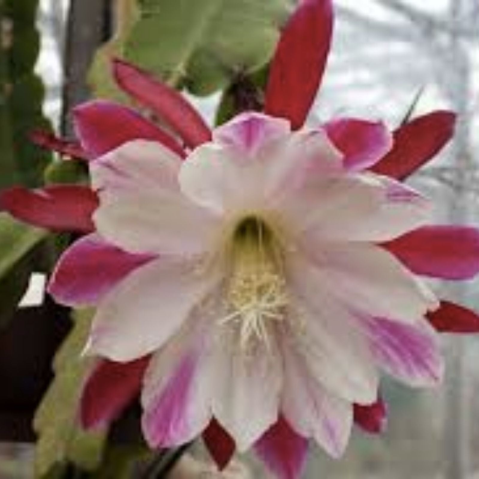 Epiphyllum Chardonnay Twist Cutting Rare Orchid Cactus Live Plant Houseplant Succulent Gift
