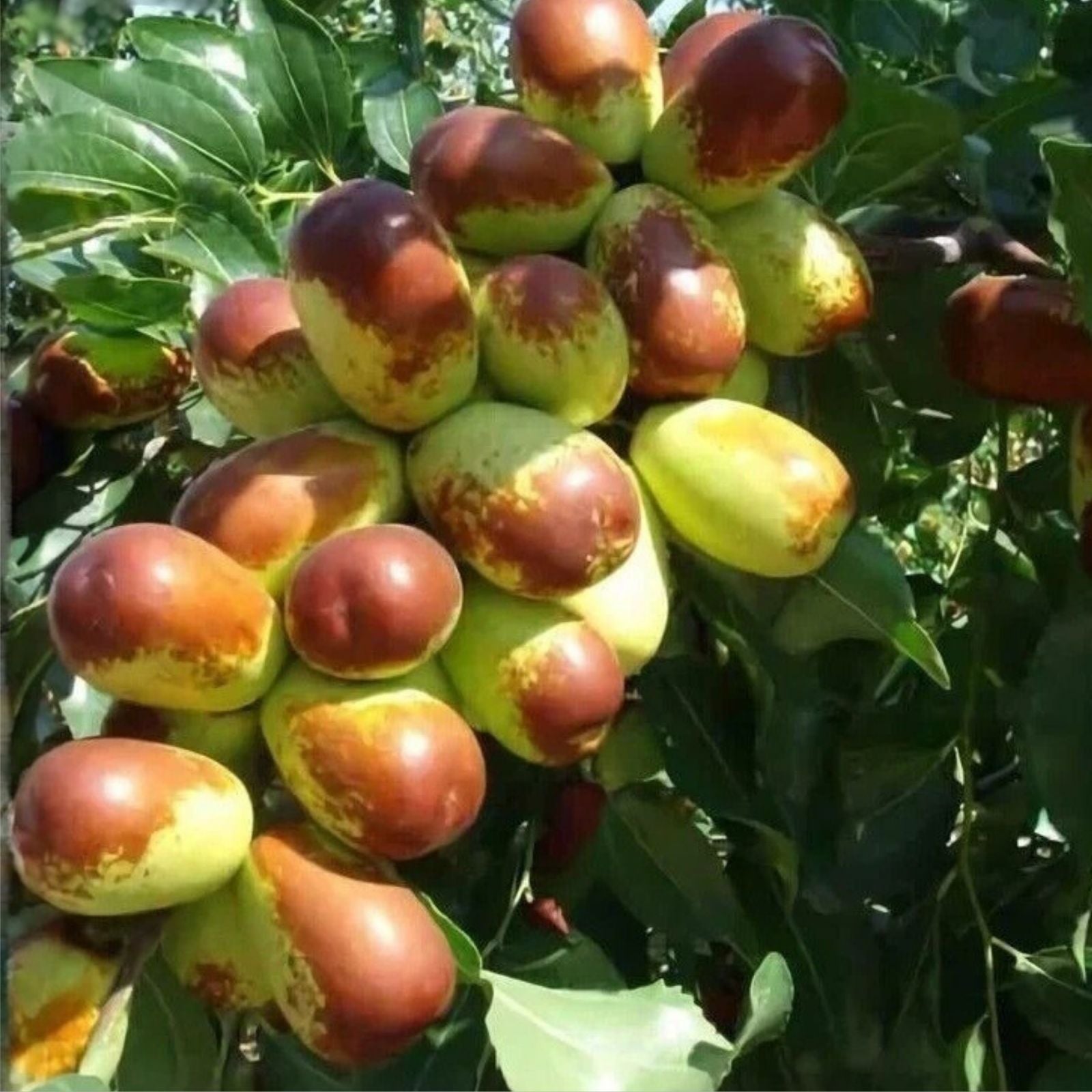 5pcs Jujube Cuttings Sherwood Variety Chinese Red Date Ziziphus jujuba Live Plant Propagation