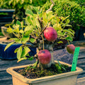 Dwarf Bonsai Apple Tree Seeds 50 Pack - Indoor Fruit Tree - Malus pumila - Miniature Apple Plant for Gardening