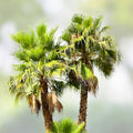 Washingtonia Hybrid Fan Palm Seeds – 25 Live Plant Seeds Robusta/Filifera Rare Tropical Tree Starter Plants