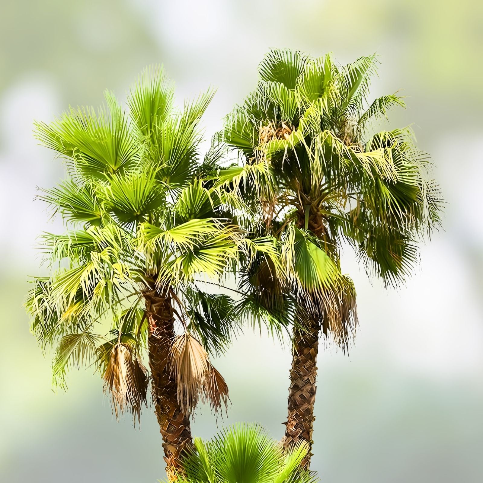 Washingtonia Hybrid Fan Palm Seeds – 25 Live Plant Seeds Robusta/Filifera Rare Tropical Tree Starter Plants
