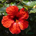 Tropical Hibiscus Plant Cuttings 4-Pack - Hibiscus rosa-sinensis - Vibrant Flowering Garden Plants - New Harvest Quality
