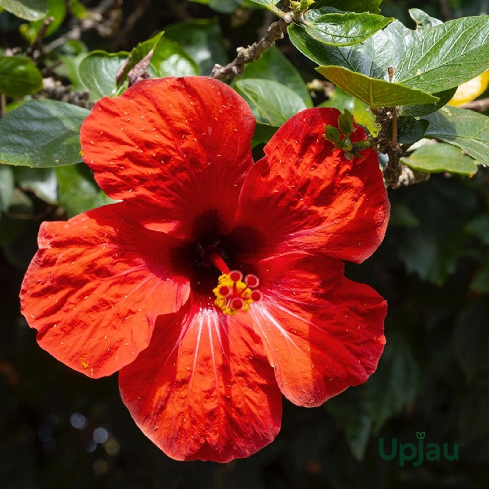 Tropical Hibiscus Plant Cuttings 4-Pack - Hibiscus rosa-sinensis - Vibrant Flowering Garden Plants - New Harvest Quality