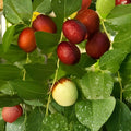 Ant Admire Jujube Tree Cuttings Ziziphus jujuba Fruit Tree Graft Scion Wood 8" Live Plant Propagation