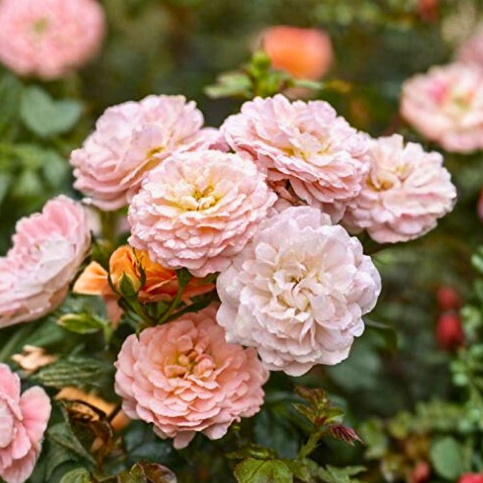 Heirloom Apricot Rose Cuttings 6 Stems Fragrant Garden Plant Live Plant Rose spp.