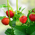 Honeoye Strawberry Plants Set of 6 Bare Root Junebearing Disease-Resistant Fragaria x ananassa Houseplants