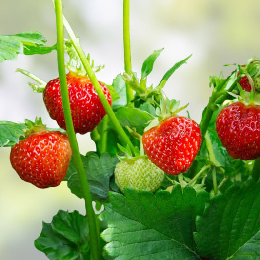Honeoye Strawberry Plants Set of 6 Bare Root Junebearing Disease-Resistant Fragaria x ananassa Houseplants